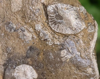 Michigan Rugosa, Crinoid and Cladophora Fossil Conglomerate (horn coral, sea lilies, algae, limestone) 9.9 oz.