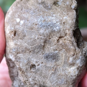 Michigan Petoskey Stone .7 lbs. unpolished natural