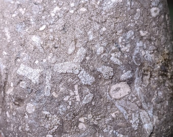 Michigan Crinoid and Branching Bryozoa Fossil Conglomerate (sea lilies, moss animals, limestone) 1 lb. unpolished natural