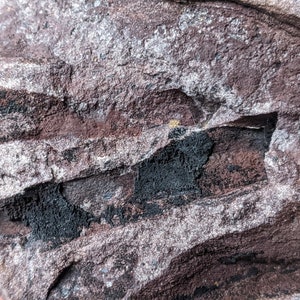 Michigan Cordaites Carboniferous Fossil ancient conifer tree leaf 1.75 lbs image 1