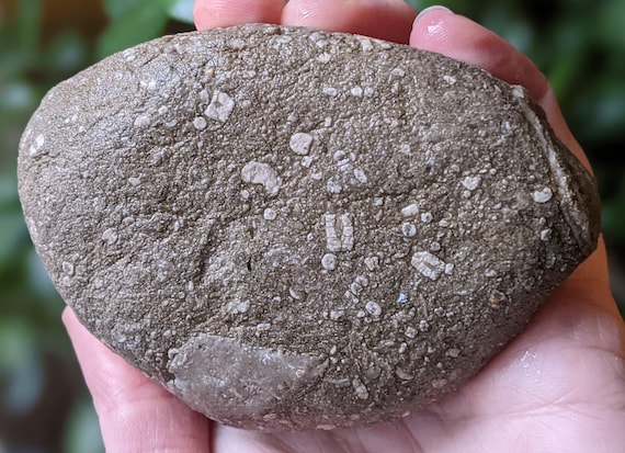 ミシガンウミユリ化石（ウミユリ、石灰岩）12オンス 未研磨天然 - Etsy