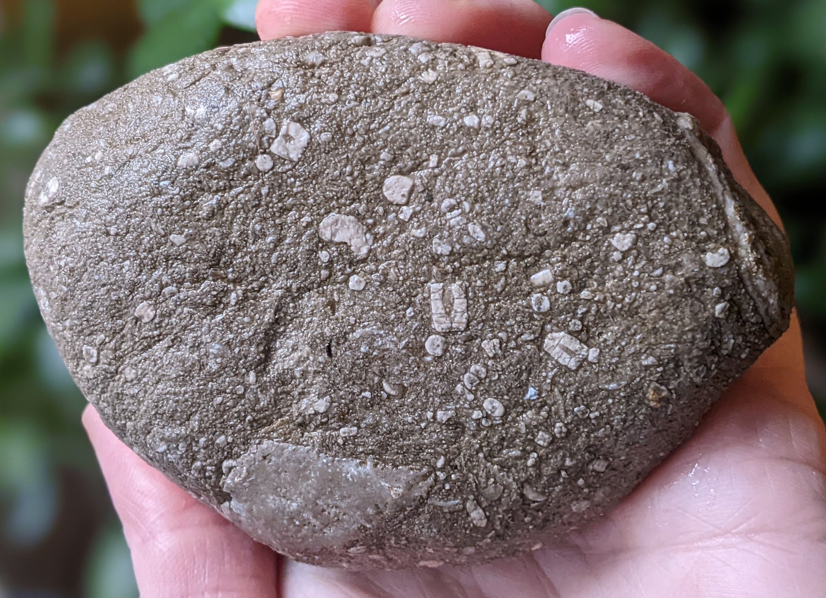 Michigan Crinoid Fossils (sea lillies, limestone) 12 oz. unpolished natural