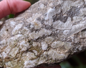 Michigan Cladophora Fossils (algae, limestone) 2 lbs. unpolished natural