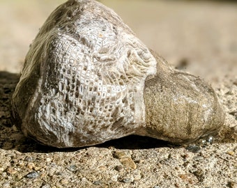 Michigan Rugosa Fossil (horn coral, limestone) 2.7 oz.