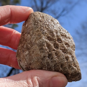 Michigan Petoskey Stone 4.9 oz. unpolished natural Great Lakes