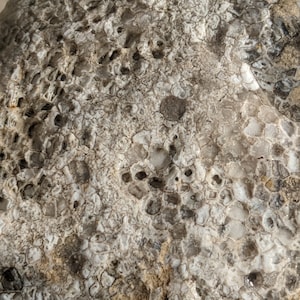 Michigan Charlevoix Stone Fossil (favosite honeycomb coral, limestone)