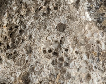 Michigan Charlevoix Stone Fossil (favosite honeycomb coral, limestone)