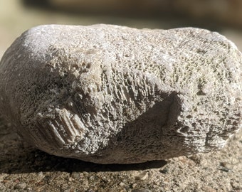 Michigan Rugosa Fossil (horn coral, limestone) 2.7 oz.
