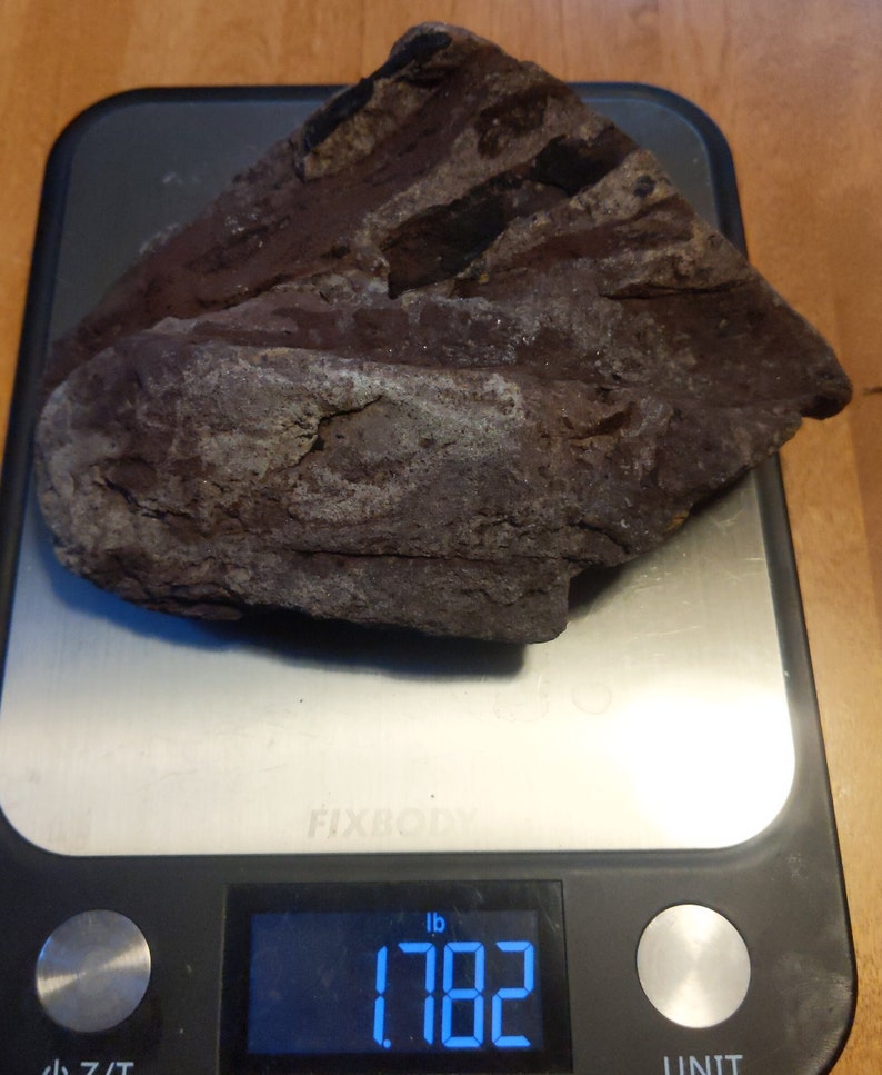 Michigan Cordaites Carboniferous Fossil ancient conifer tree leaf 1.75 lbs image 8
