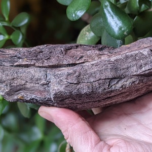 Michigan Cordaites Carboniferous Fossil ancient conifer tree leaf 1.75 lbs image 7