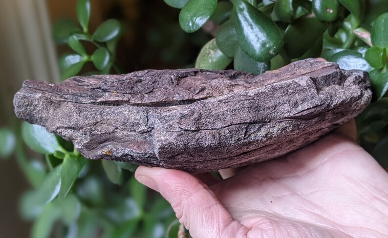 Michigan Cordaites Carboniferous Fossil ancient conifer tree leaf 1.75 lbs image 7