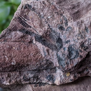 Michigan Cordaites Carboniferous Fossil ancient conifer tree leaf 1.75 lbs image 3