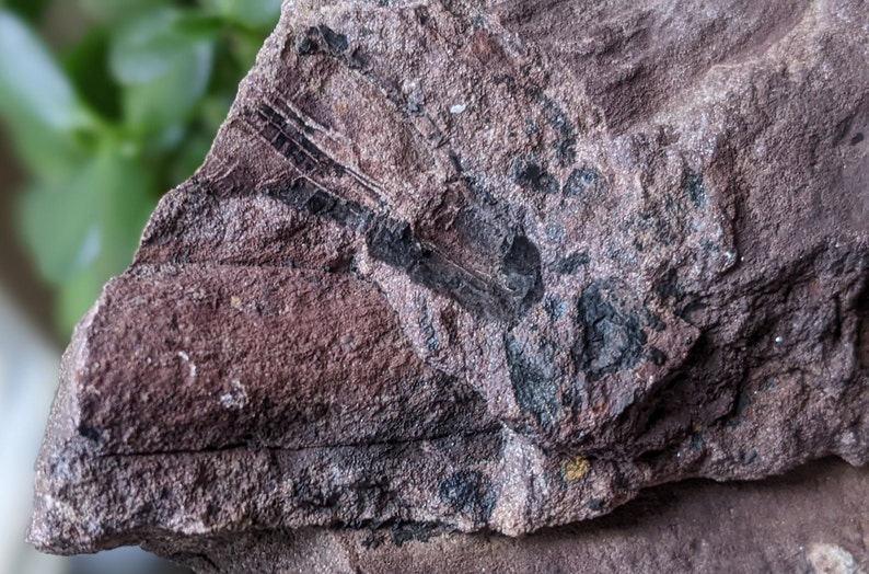Michigan Cordaites Carboniferous Fossil ancient conifer tree leaf 1.75 lbs image 3