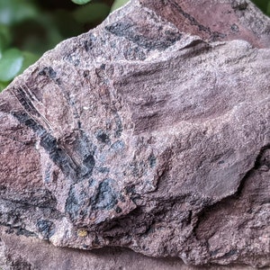 Michigan Cordaites Carboniferous Fossil ancient conifer tree leaf 1.75 lbs image 5