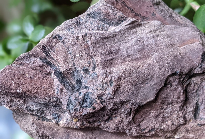 Michigan Cordaites Carboniferous Fossil ancient conifer tree leaf 1.75 lbs image 5