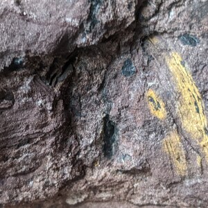 Michigan Cordaites Carboniferous Fossil ancient conifer tree leaf 1.75 lbs image 2