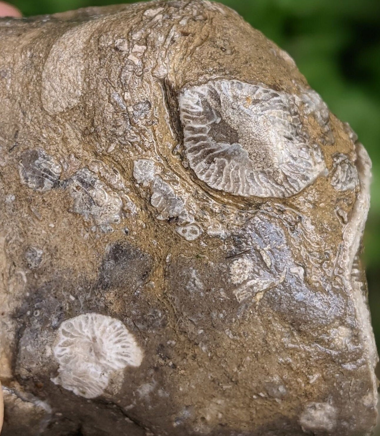Michigan Rugosa, Crinoid and Cladophora Fossil Conglomerate (horn