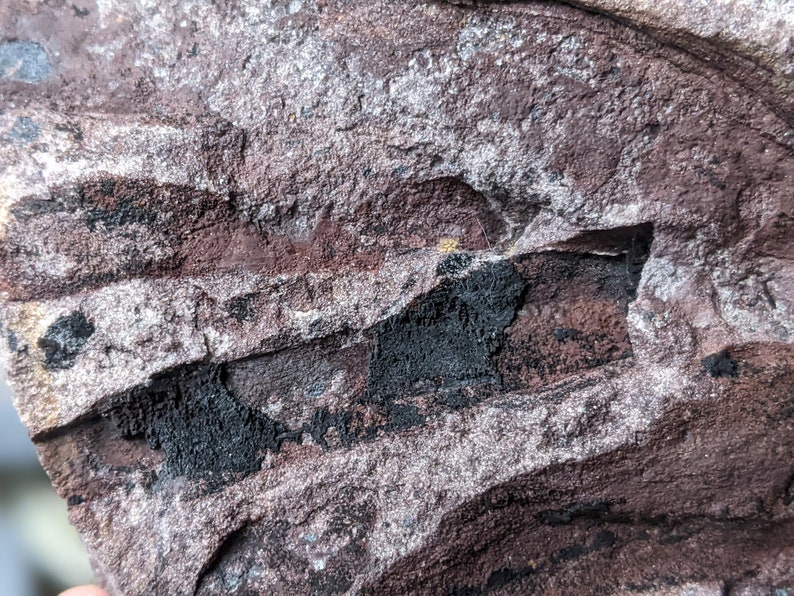 Michigan Cordaites Carboniferous Fossil ancient conifer tree leaf 1.75 lbs image 1
