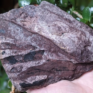 Michigan Cordaites Carboniferous Fossil ancient conifer tree leaf 1.75 lbs image 6