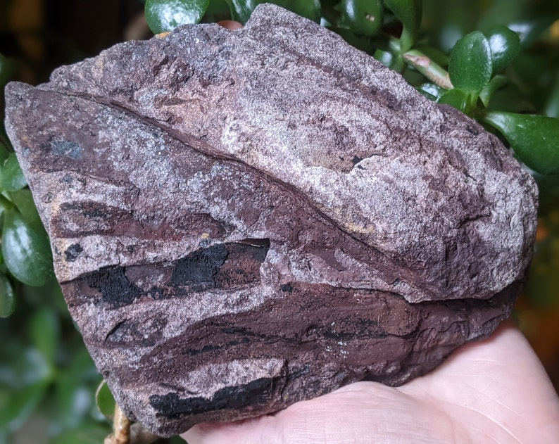 Michigan Cordaites Carboniferous Fossil ancient conifer tree leaf 1.75 lbs image 6
