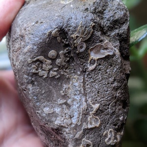 Michigan Crinoid Fossil (sea lilies, Fossiliferous Limestone) 2 lbs. unpolished natural