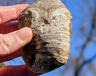 Michigan Rugosa Fossil (horn coral, limestone) 2.7 oz.