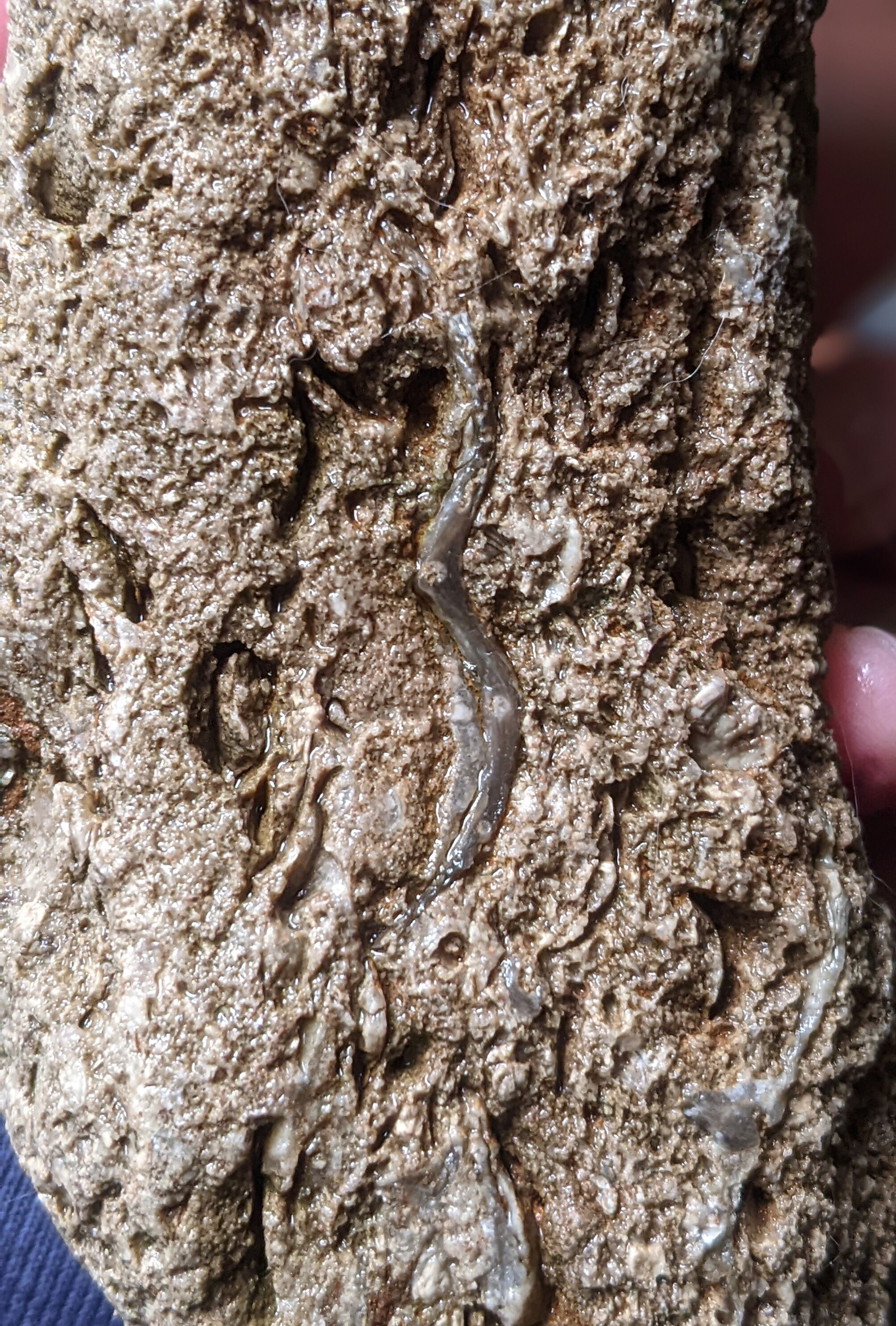 Michigan Rocks Fossils Shell Fish Michigan Brachiopod Fossil Conglomerate (pentamerus/ Lamp Shells ...