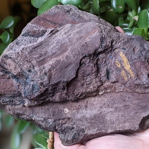 Michigan Cordaites Carboniferous Fossil ancient conifer tree leaf 1.75 lbs image 4