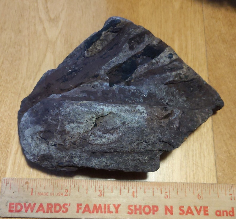 Michigan Cordaites Carboniferous Fossil ancient conifer tree leaf 1.75 lbs image 9