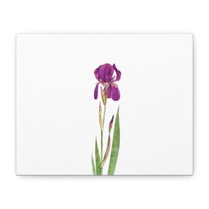 Stylish Floral Canvas Wall Art, Purple Iris, Home Decor, Gift for Her, Botanical Art, Botanical Print, Flower Wall Art