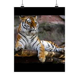 Poster verticali opachi con tigre maestosa / Arte murale, Decorazione per la casa, Stampa animalier, Regalo per gli amanti della natura, Opere d'arte sulla fauna selvatica