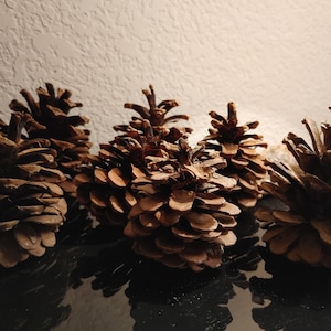 Naturally harvested pinecones