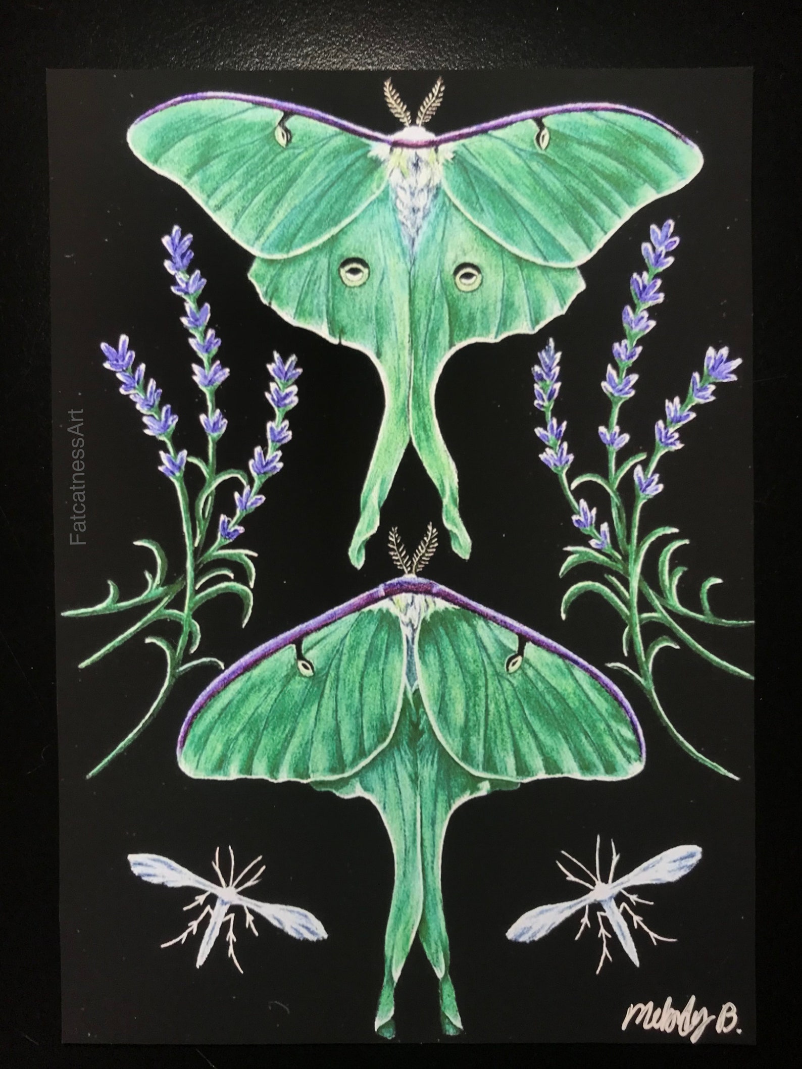 Whimsical Luna Moth Art Print - Etsy