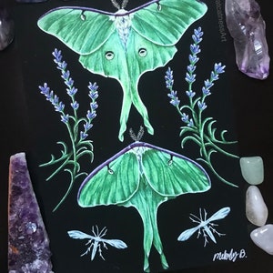 Whimsical Luna Moth art print