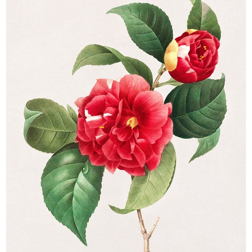 Choix Des Plus Belles Fleurs ( The Most Beautiful Flowers ) :et