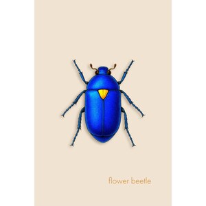 Blue Flower Beetle – Giclée Print – Minimalist Nature Wall Art