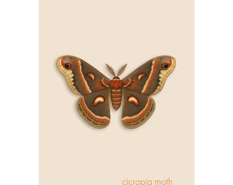 Cecropia Moth Wall Art – Giclée Print - Minimalist Nature