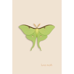 Luna Moth – Giclée Print – Minimalist Nature Wall Art