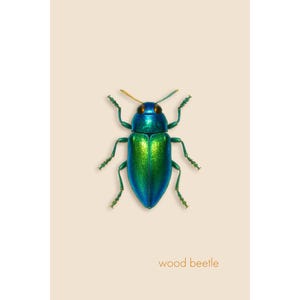 Wood Beetle – Giclée Print – Minimalist Nature Wall Art