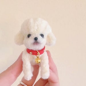 Può includere: Un piccolo cane bianco di razza barboncino con un collare rosso e un ciondolo a forma di campanella dorata. Il cane è seduto su una mano.