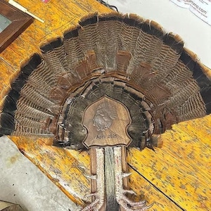 May include: A mounted turkey fan with a wooden plaque engraved with "April 2025". The fan displays brown, black, and tan feathers. The plaque features a turkey illustration. The mount includes the turkey's legs and spurs.