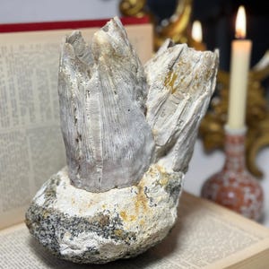 May include: A large, textured, off-white fossilized shell specimen. The shell has a layered appearance with a rough, stone-like base. The specimen is displayed on an open book, with a lit candle and ornate gold decor in the background.