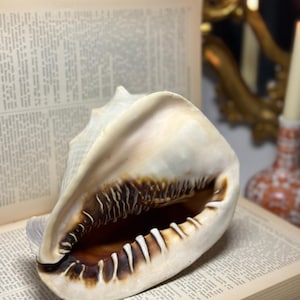 Pode incluir: Uma grande concha creme com marcas castanhas e uma borda dentada, repousando nas páginas abertas de um livro antigo. O interior da concha é castanho escuro. O fundo inclui uma capa de livro vermelha e um elemento decorativo desfocado.
