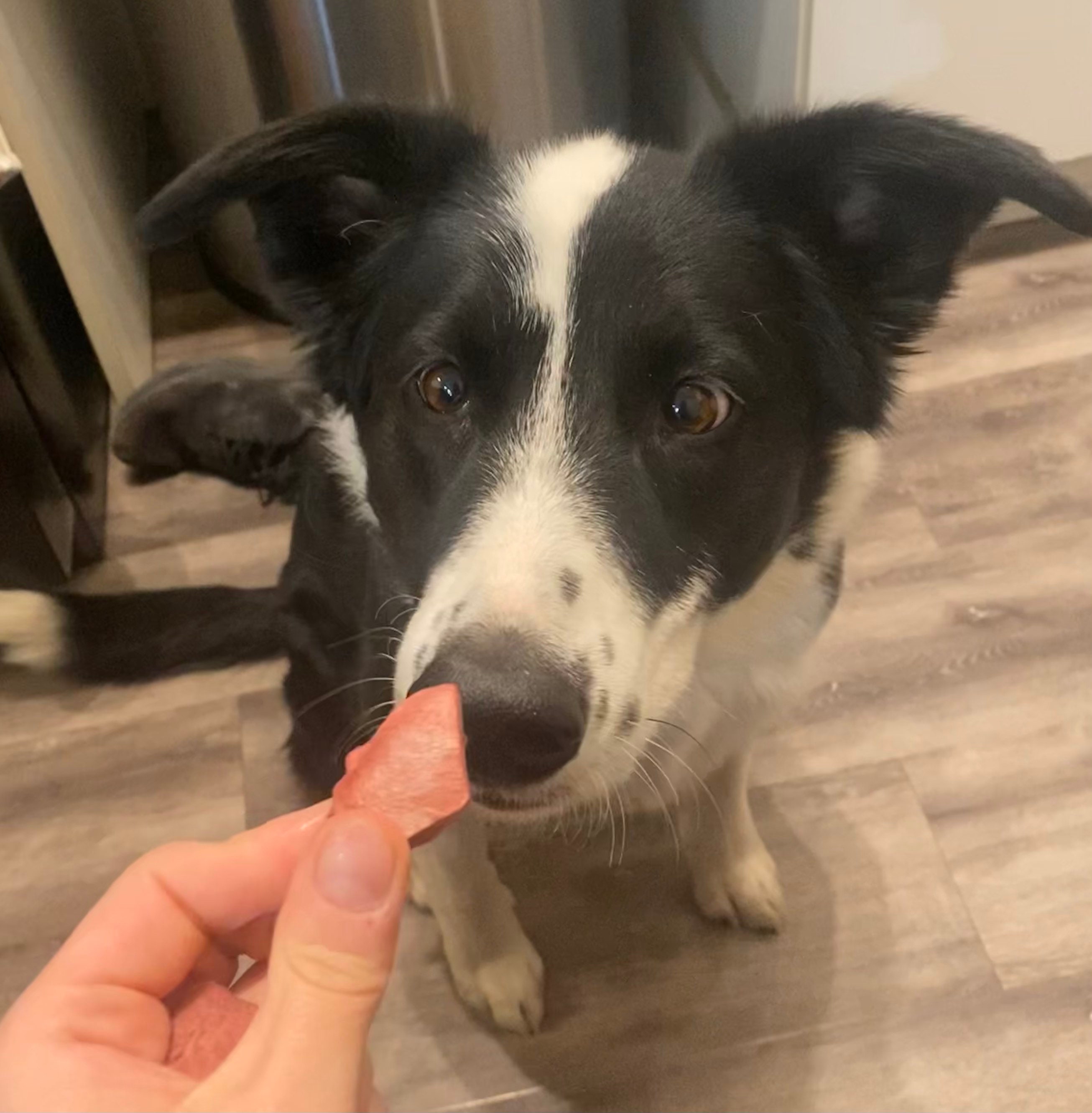 Training Treats for Dogs, Freeze Dried Dog Treat, Pork Heart Dog Treat