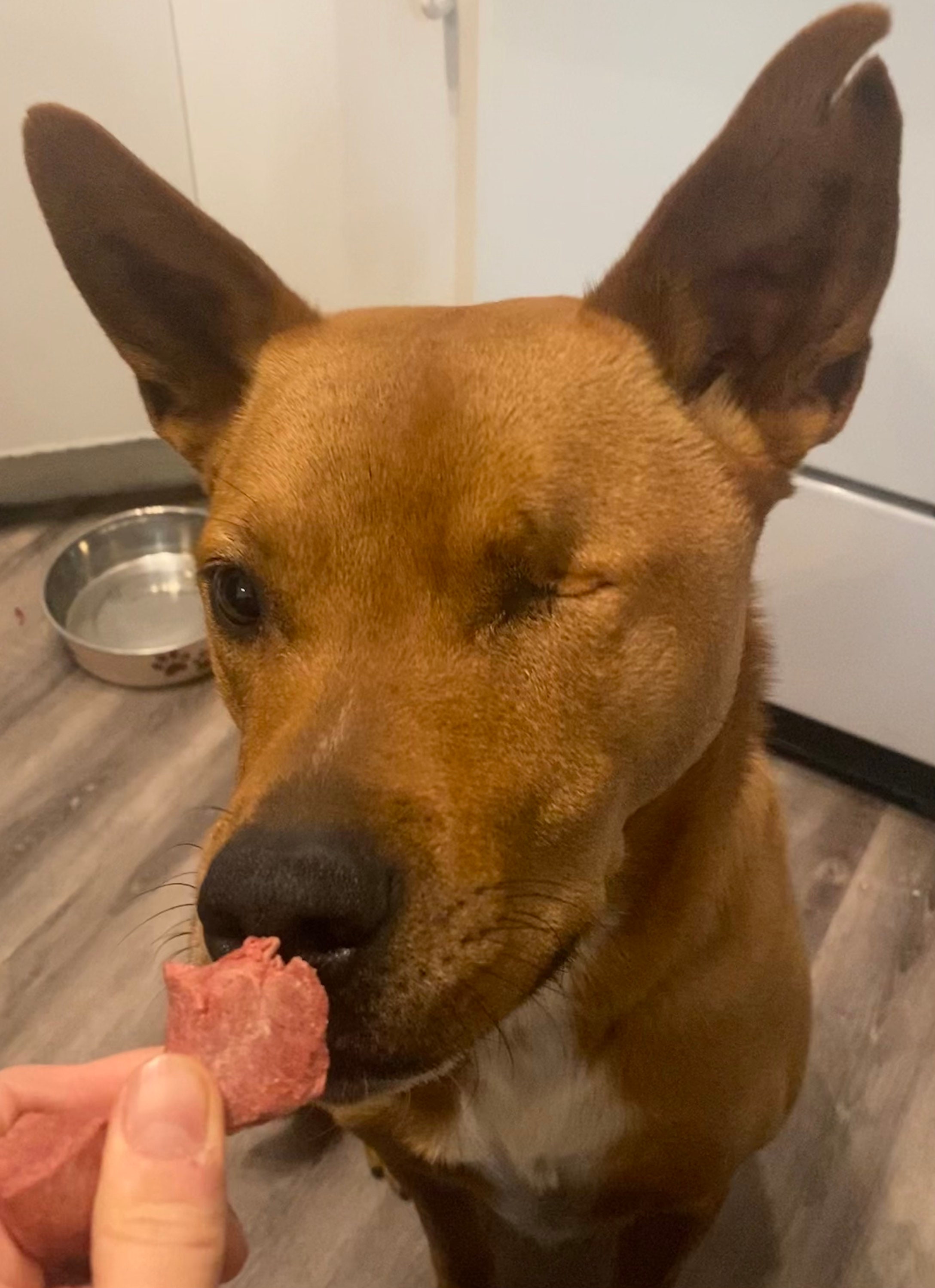 Training Treats for Dogs, Freeze Dried Dog Treat, Pork Heart Dog Treat