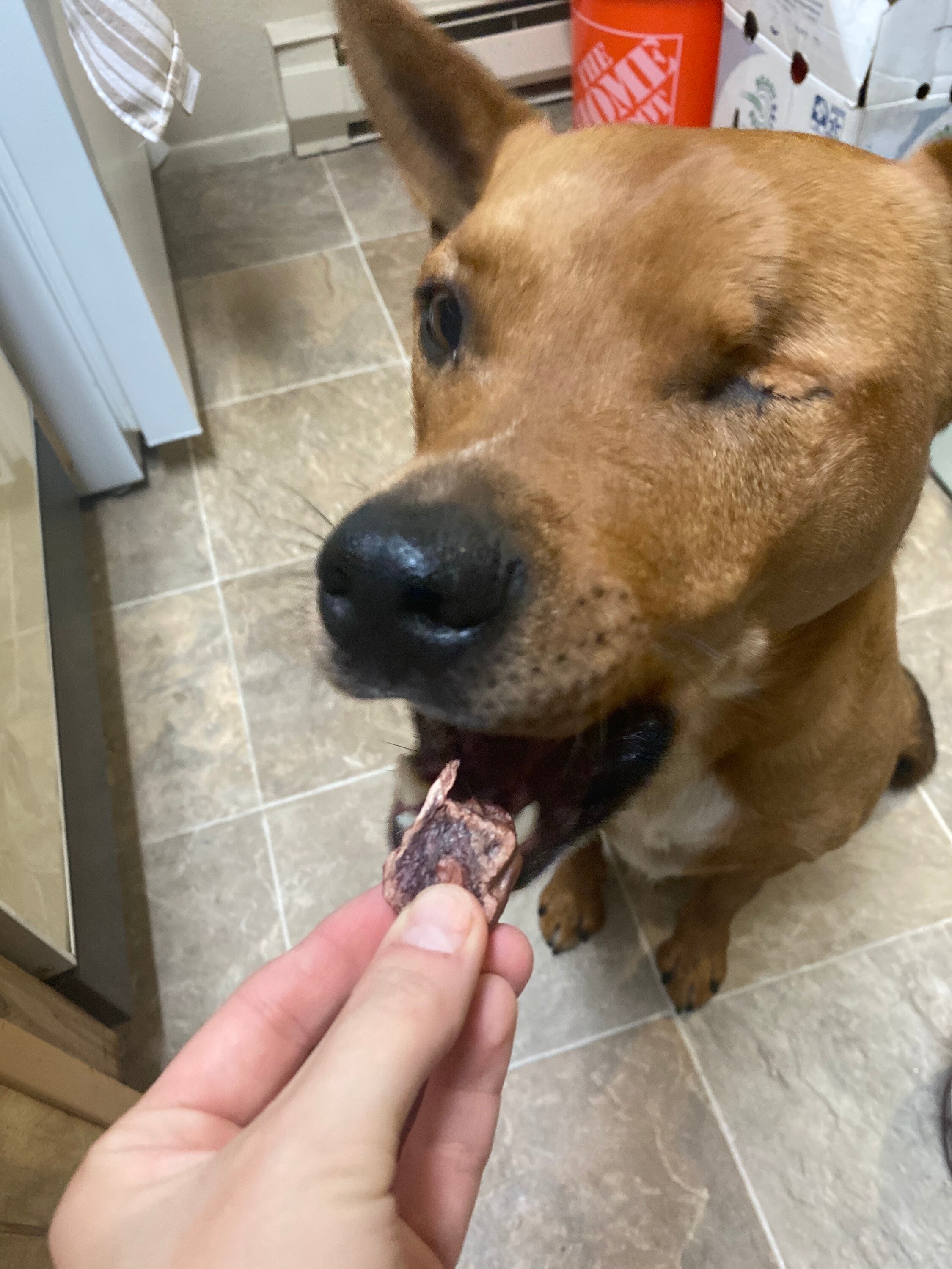 Can Dogs Eat Cooked Beef? Feeding Your Dog Beef Bones, Meat And More