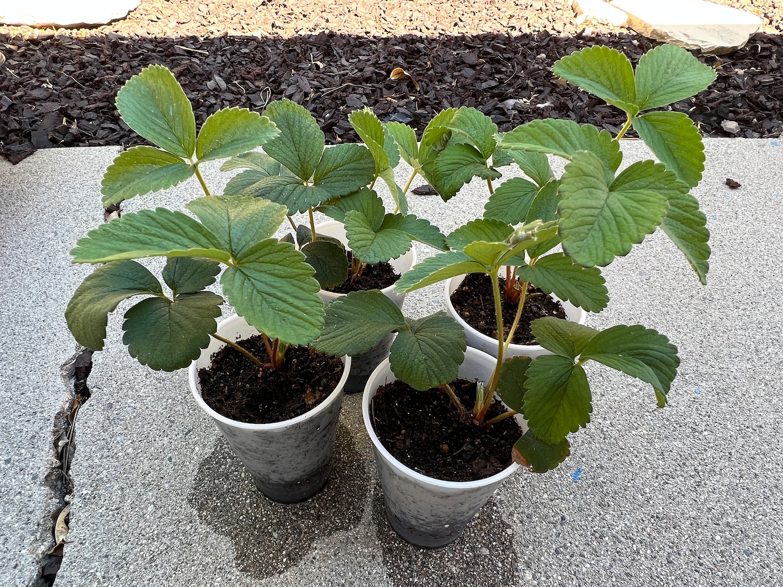 Four Live Plants Sequoia Strawberry Plant Junebearing Etsy