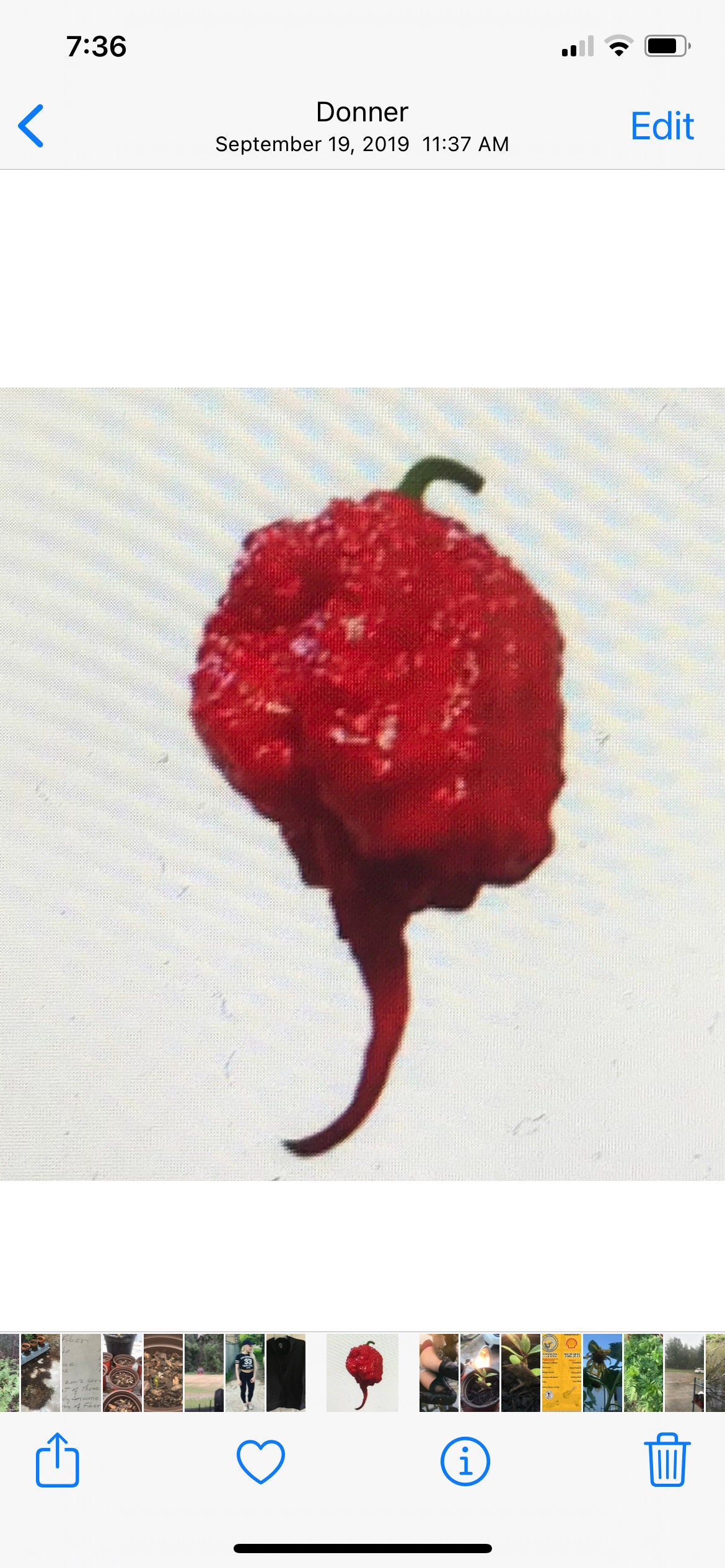 10 X Pénis-Pénis Chili Pepper Poivre Graines, De Samenchilishop