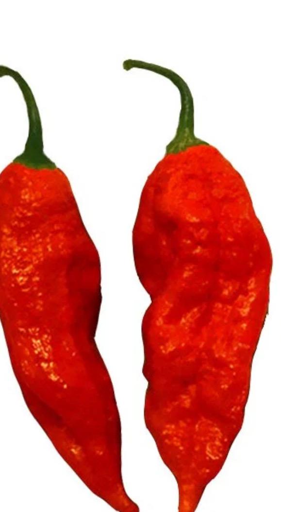 25 + Ghost Bhut Jolokia Super Hot Pepper Seeds - Etsy