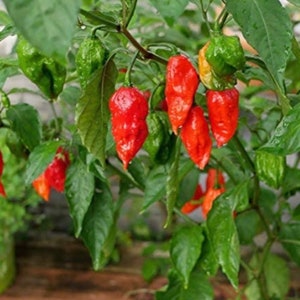 25 + Ghost Bhut Jolokia Super Hot Pepper Seeds